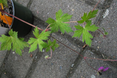 Geranium_Sandrine_02.jpg