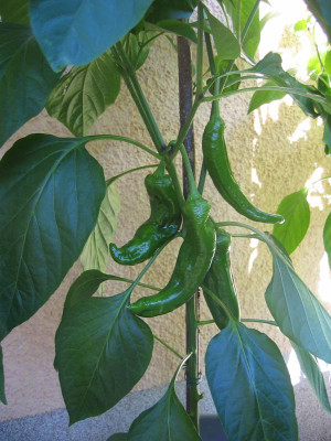 Paprika-rot---Bea.jpg
