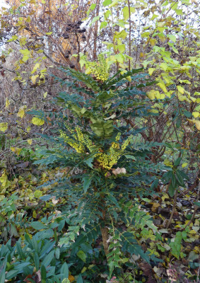 2019-11-24 Mahonia media 'Wintersun' 1.jpg