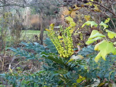 2019-11-24 Mahonia media 'Wintersun' 2.jpg