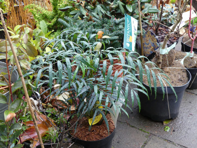 2019-11-16 Mahonia 'Narihira' 1.jpg