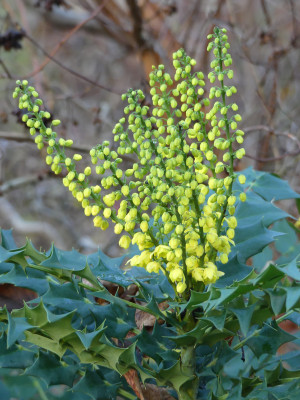 2019-11-24 Mahonia media 'Wintersun' 5.jpg
