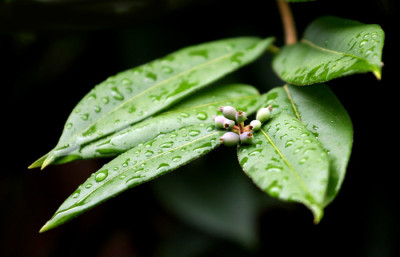 Lonicera-henrii-1-b.jpg