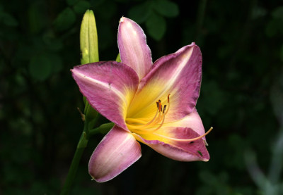Hemerocallis-mit-Blessuren.jpg