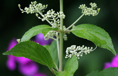 Hydrangea-paniculata-1c.jpg
