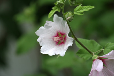 Lavatera-olbia-Barnsley-2-f.jpg