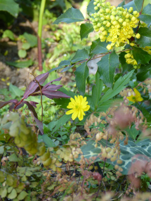 2019-04-18 Gartenimpressionen 1.jpg