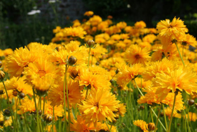 Sonnig.jpg