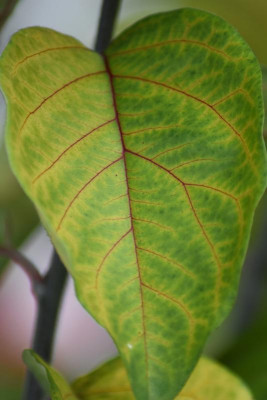 macrofotos 014.JPG