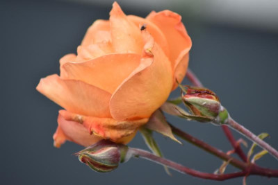 macrofotos 022.JPG