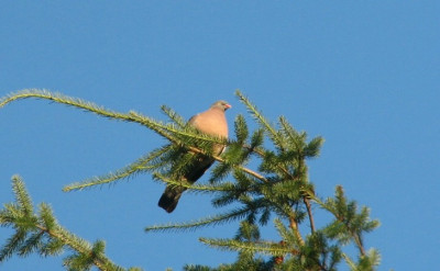 comp_1Vogel_4.07.07_004_1.jpg