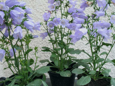Campanula_keine_Ahnung_01.jpg