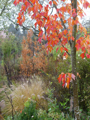 2019-11-09 Gartenimpressionen 3.jpg