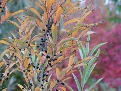 2019-10-17 Lindera angustifolia 2.jpg