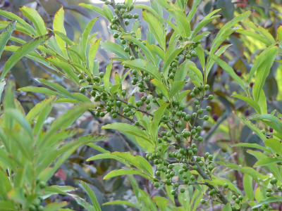 2019-09-10 Lindera angustifolia.jpg