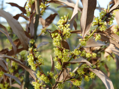 2019-04-18 Lindera angustifolia.jpg