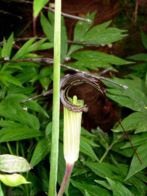 Arisaema_ciliatum_jv-kl.jpg
