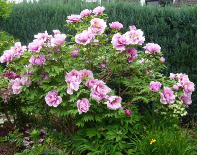 Paeonia-Eltern.14-2.jpg