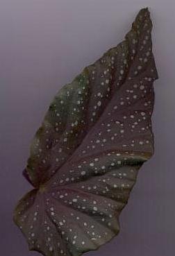 blatt_xy.jpg