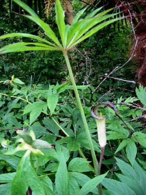 Arisaema_ciliatum-1-kl.jpg