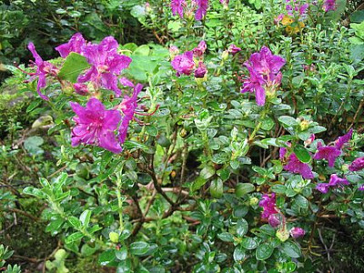 Rhododendron_saluenense_ssp._chamaeunum_fars_2007.jpg