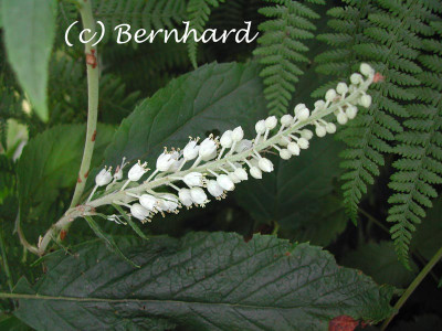 clethra_xx_bluete.jpg