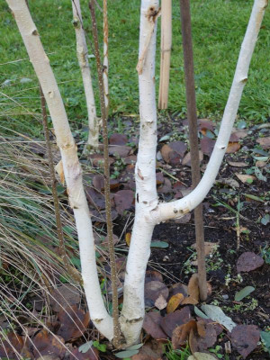 2019-11-24 Betula 'Grayswood Ghost' 2.jpg