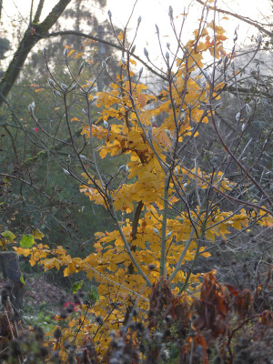 2019-11-24 Parrotia persica 1.jpg