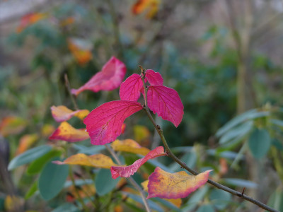 2019-11-24 Parrotia persica 3.jpg