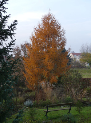 2019-11-24 Larix 2.jpg