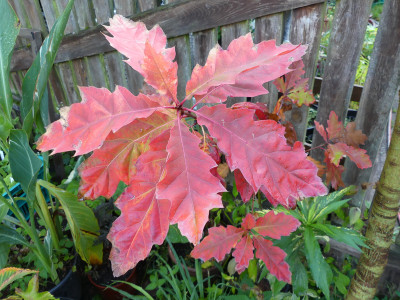 2019-09-27 Quercus rubra 'Aurea'.jpg
