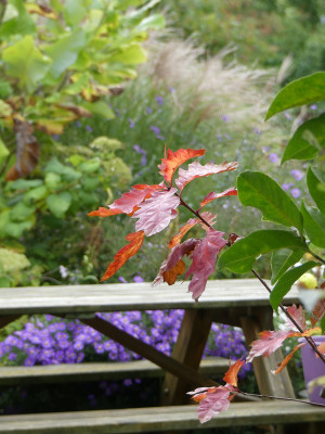 2019-10-05 Quercus rubra 'Aurea' 1.jpg