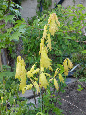 2019-04-28 Quercus.jpg