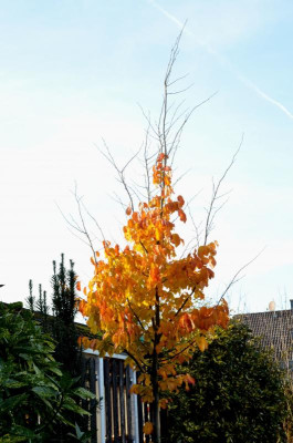 Parrotia_persica-Vanessa.19-3.jpg