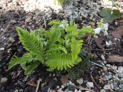 Pteridophyllum racemosum.JPG