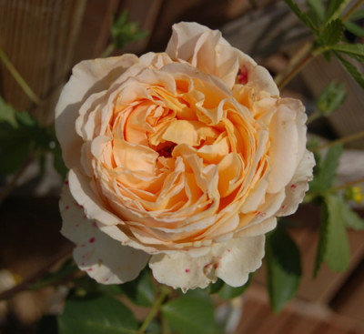Odile_Masquelier_X0010__N_10291.jpg
