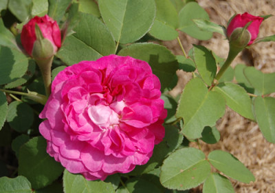 Rosabella_X0100__K_10277.jpg