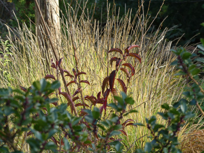 2019-11-30 Euonymus hamiltonianus 'Indian Summer' 1.jpg