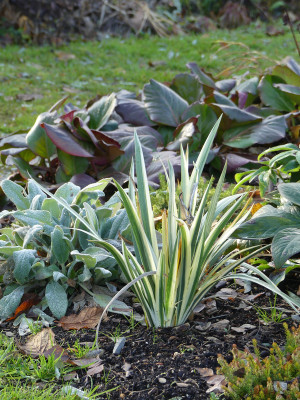2019-11-30 Iris foetidissima 'Variegata'.jpg