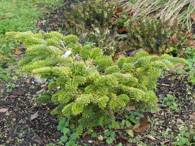 2019-11-30 Abies nordmanniana 'Golden Spreader'.jpg