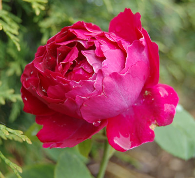 Baron_Girod_de_lAin_X0010__S1_10296.jpg