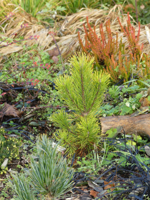 2019-11-30 Pinus mugo 'Goldstar' 1.jpg