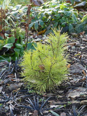 2019-11-30 Pinus sylvestris 'Annys Wintersun' 1.jpg