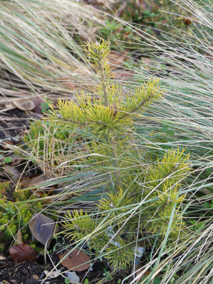 2019-11-30 Pinus sylvestris 'Jakutsk' 1.jpg