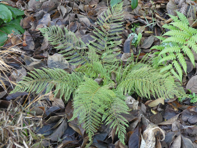 2019-11-30 Polystichum setiferum 'Green Lace'.jpg