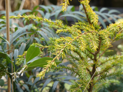2019-11-30 Tsuga canadensis 'Wintergold' 1.jpg