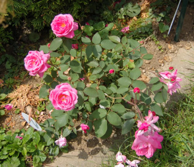 Hofgartner_Kalb_X0010__K_10270.jpg