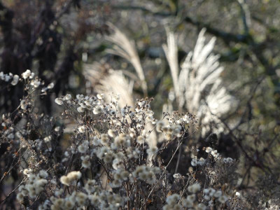 2019-11-30 Gartenimpressionen 10.jpg