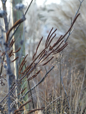 2019-11-30 Gartenimpressionen 12.jpg