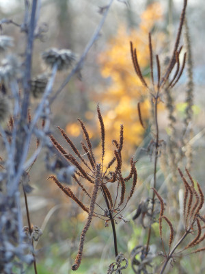 2019-11-30 Gartenimpressionen 13.jpg